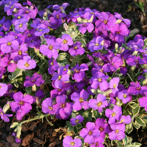 Aubrieta 