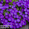 Aubrieta 