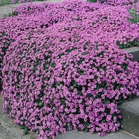 Aubrieta 