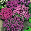 Aubrieta 