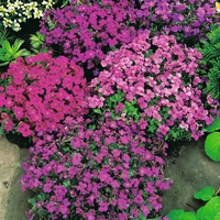 Aubrieta 