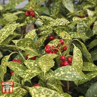 Aucuba japonica 