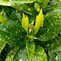 Aucuba japonica 