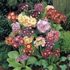 Auricula Douglas Prize Mix - 1 packet (90 seeds)