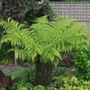 Australian Tree Fern - 1 x 5ft trunk
