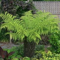 Australian Tree Fern - 1 x 5ft trunk