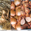 Autumn Planting Shallot Collection - 1 x collection (45 shallot sets)