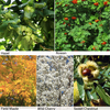 Autumn Shades Hedging Collection