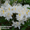 Azalea 