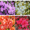 Azalea 