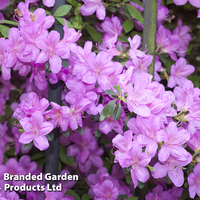 Azalea 