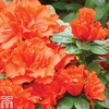 Azalea 