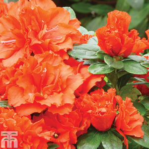 Azalea 