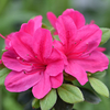 Azalea 