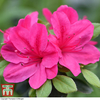 Azalea 