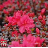 Azalea 
