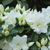 Azalea 
