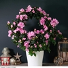 Azalea Hoop 