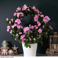 Azalea Hoop 