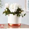 Azalea Indoor (House Plant)
