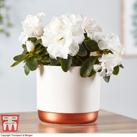Azalea Indoor (House Plant)