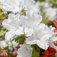 Azalea Indoor (House Plant)