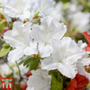 Azalea Indoor (House Plant)