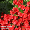 Azalea 