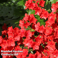 Azalea 