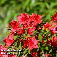 Azalea 