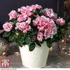 Azalea 