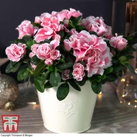 Azalea 