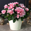 Azalea 