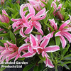 Azalea 