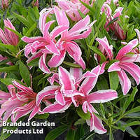 Azalea 