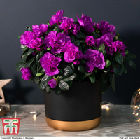 Azalea Purple Rosebud