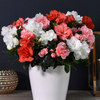Azalea 