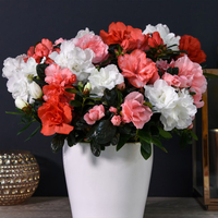 Azalea 