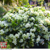Azalea 