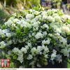 Azalea 