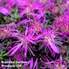 Azalea 
