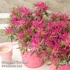 Azalea 