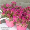 Azalea 