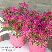 Azalea 