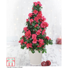 Azalea Tree - Gift