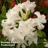 Azalea 