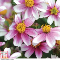 Bidens Collection