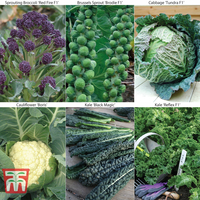 Brassica Autumn & Winter Collection