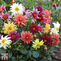 Dahlia 