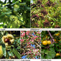 Edible Hedging Collection